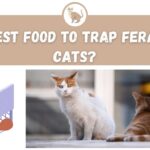 Best Food to Trap Feral Cat