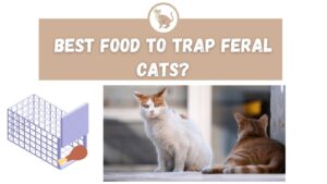 Best Food to Trap Feral Cat