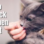 Why do cats lick you when you pet them