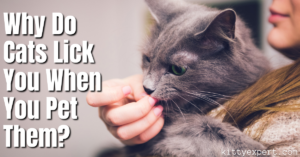 Why do cats lick you when you pet them
