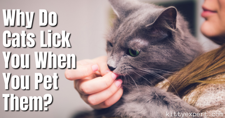 Why Do Cats Lick You When You Pet Them? - The Kitty Expert