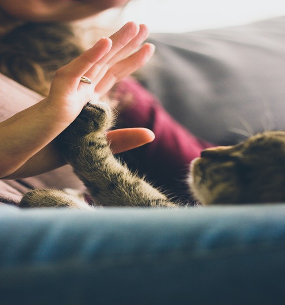 cat doing high five