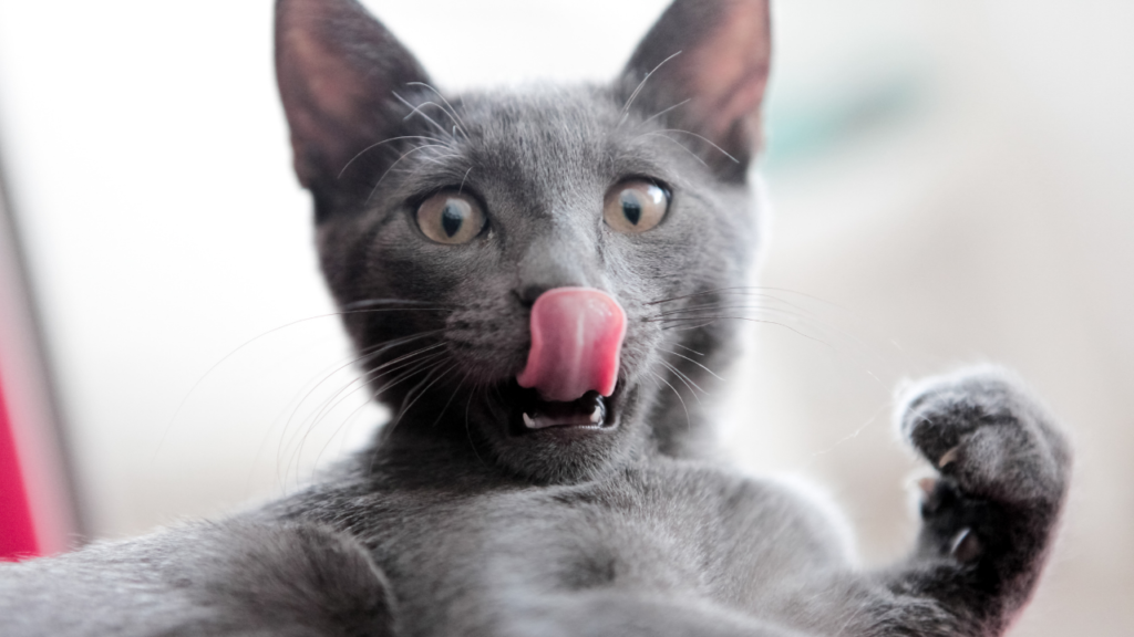 why do cats stick their tongue out