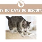 why do cats do biscuits