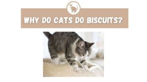 why do cats do biscuits