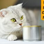 Best Wet Cat Food For Cats With No Teeth