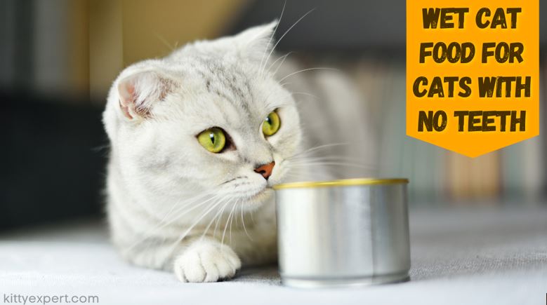 Best Wet Cat Food For Cats With No Teeth