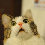 How long can cats hold their poop