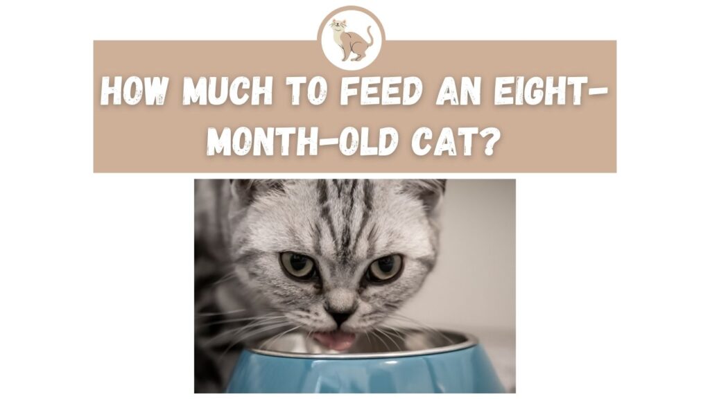How Much to Feed an Eight-Month-Old Cat?