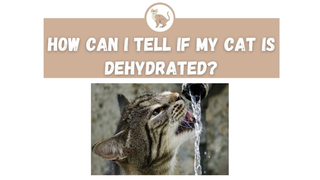How Can I Tell if My Cat is Dehydrated?
