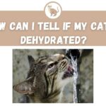 How Can I Tell if My Cat is Dehydrated?
