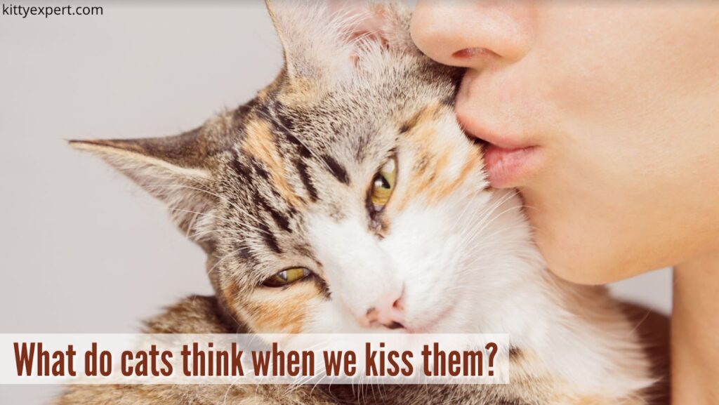 What Do Cats Think When We Kiss Them The Kitty Expert
