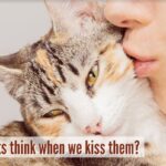 What Do Cats Think When We Kiss Them?