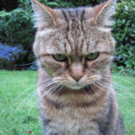 How Long Does a Cat Hold a Grudge