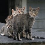How Often Do Feral Cats Move Their Kittens