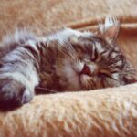 Why Is My Kitten Breathing Fast While Sleeping