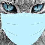 Should I Quarantine my Cat with Tapeworms