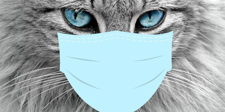 Should I Quarantine my Cat with Tapeworms? The Kitty Expert