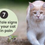 7 Tell-Tale Signs That Your Cat Is In Pain
