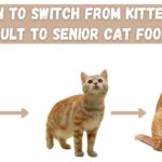 when to switch from kitten to cat food