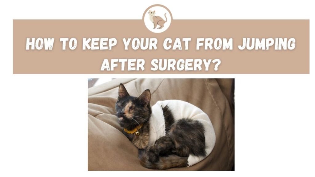How to Keep your Cat from Jumping After Surgery