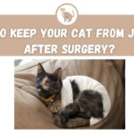 How to Keep your Cat from Jumping After Surgery