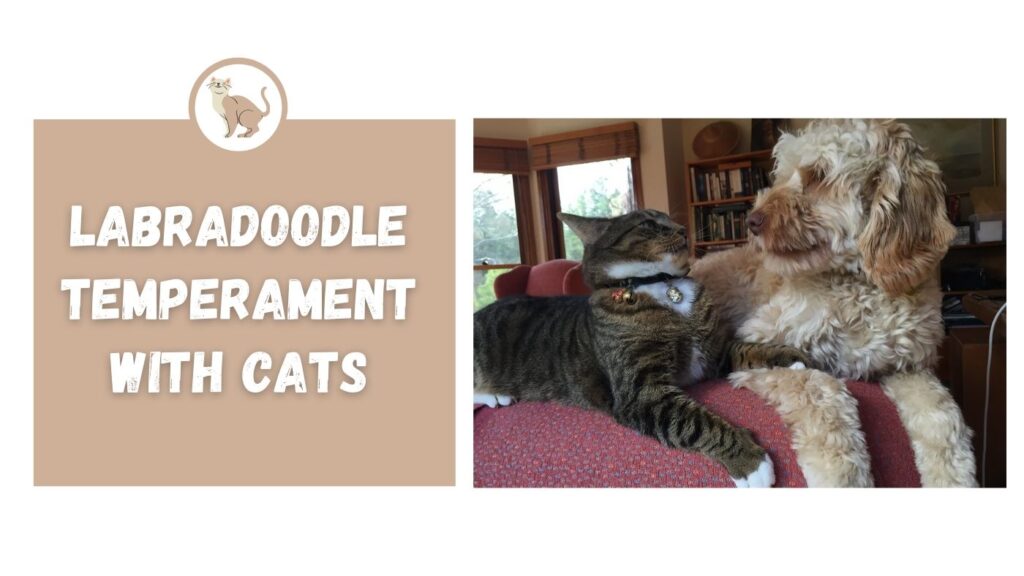 Labradoodle Temperament with Cats