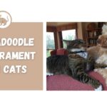 Labradoodle Temperament with Cats