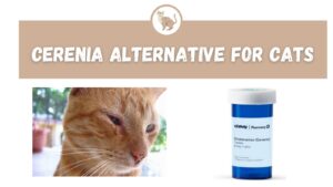 Cerenia Alternative for Cats