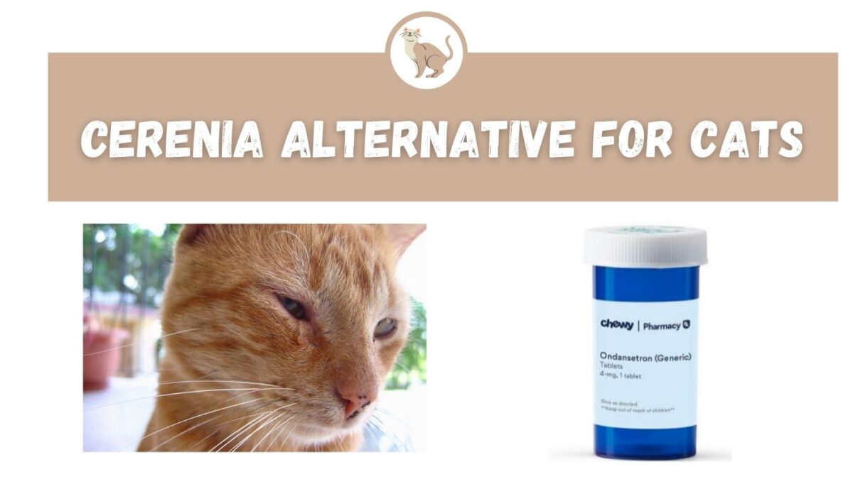 Antianxiety Medication for Cats Cat Appy