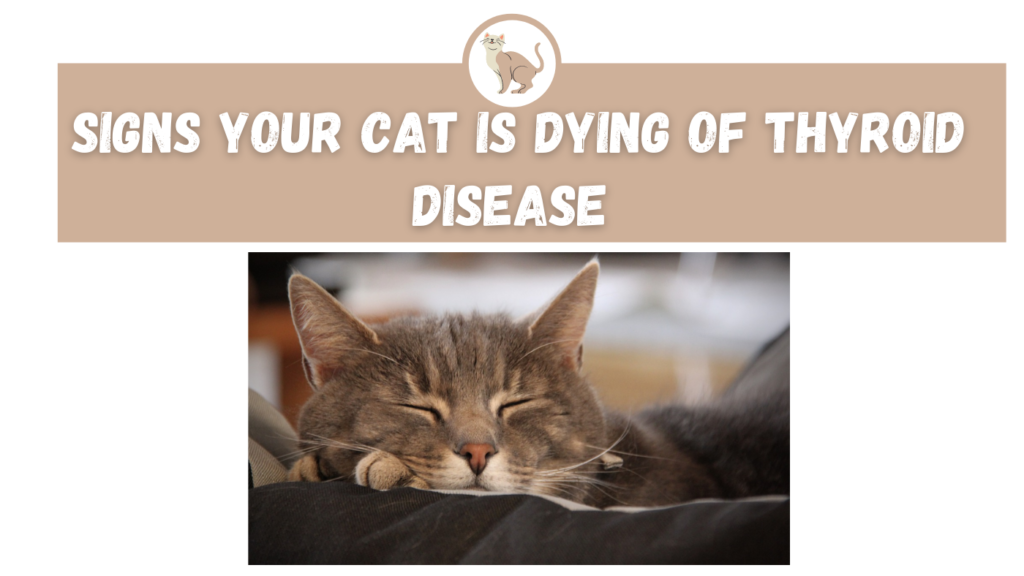 Signs Your Cat Is Dying Of Thyroid Disease The Kitty Expert