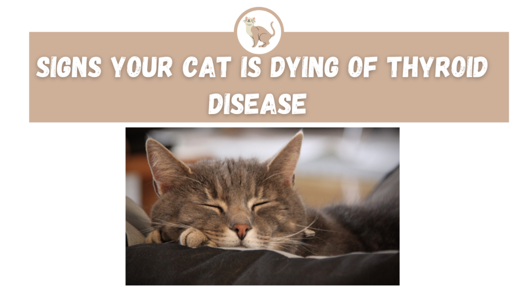 Signs Your Cat Is Dying Of Thyroid Disease - The Kitty Expert