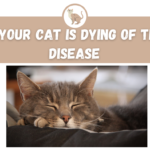 Signs Your Cat Is Dying Of Thyroid Disease