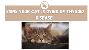 Signs Your Cat Is Dying Of Thyroid Disease