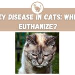 Kidney Disease in Cats: When to Euthanize