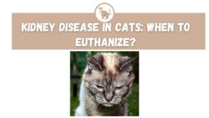 Kidney Disease in Cats: When to Euthanize