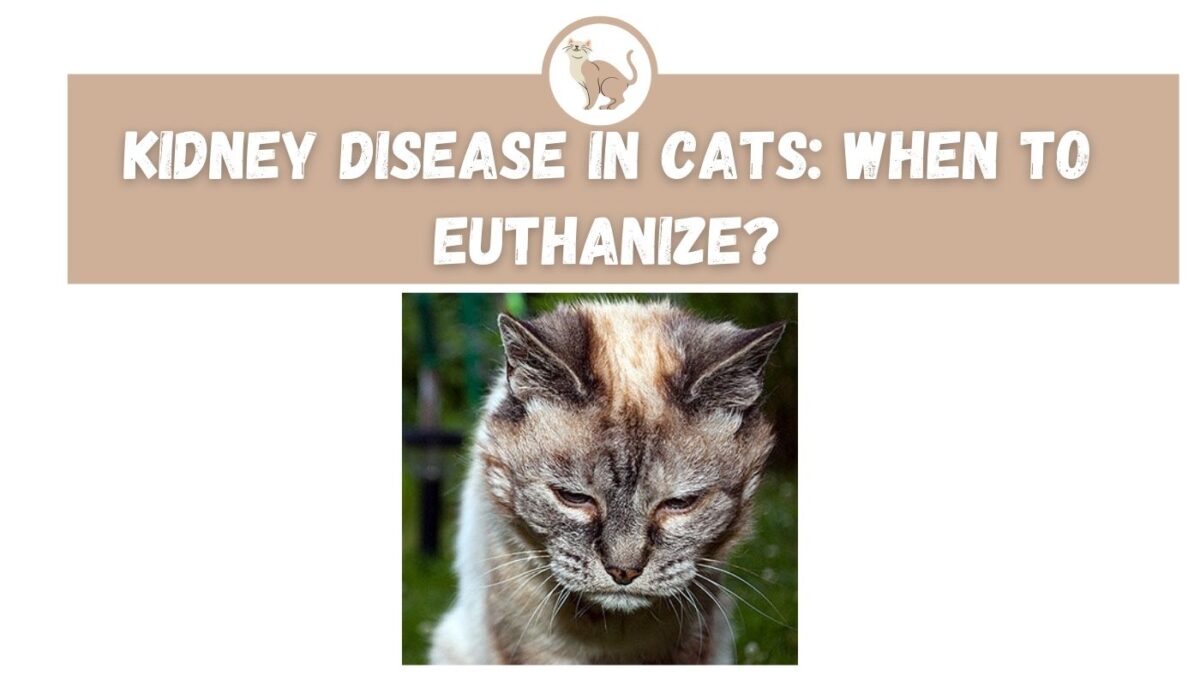 Kidney Disease in Cats When to Euthanize? The Kitty Expert