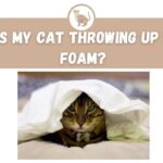 Why is My Cat Throwing Up White Foam?