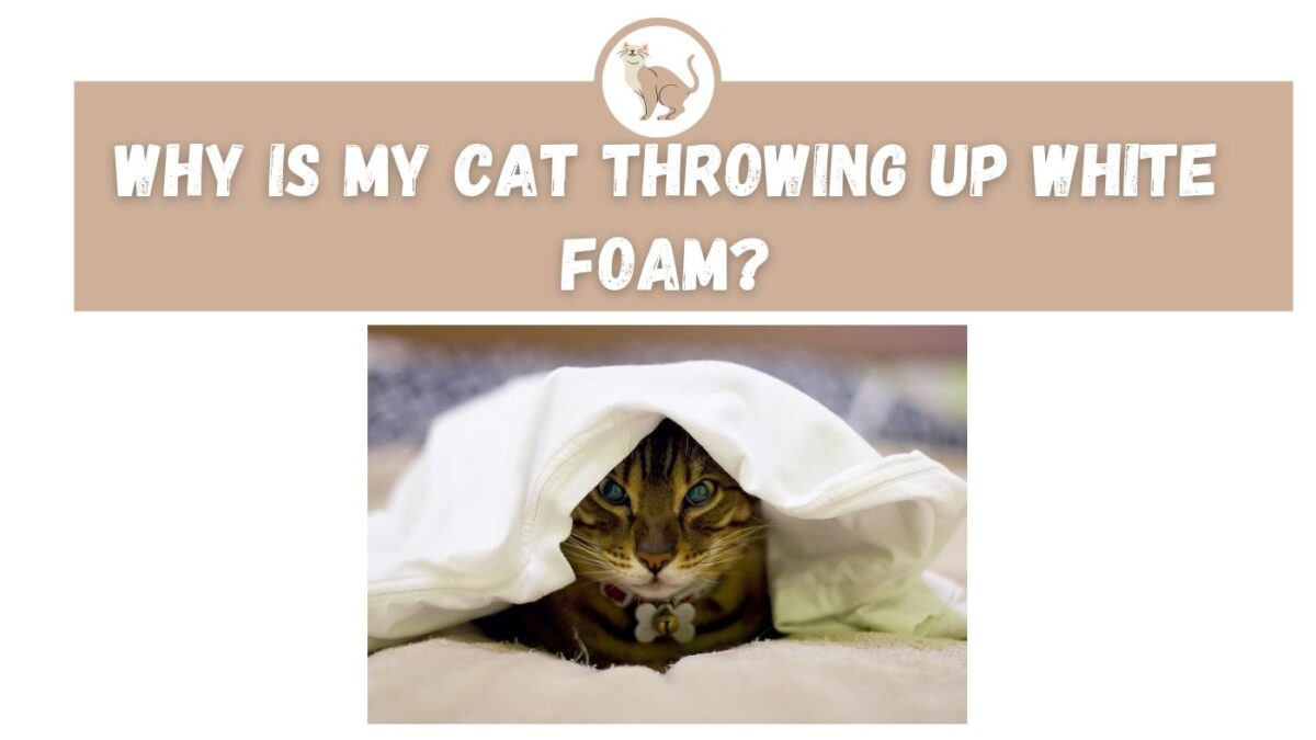 why-is-my-cat-throwing-up-white-foam-the-kitty-expert