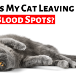 Why Is My Cat Leaving Tiny Blood Spots