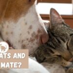 Can Cats and Dogs Mate