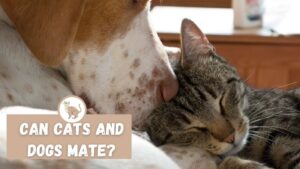 Can Cats and Dogs Mate