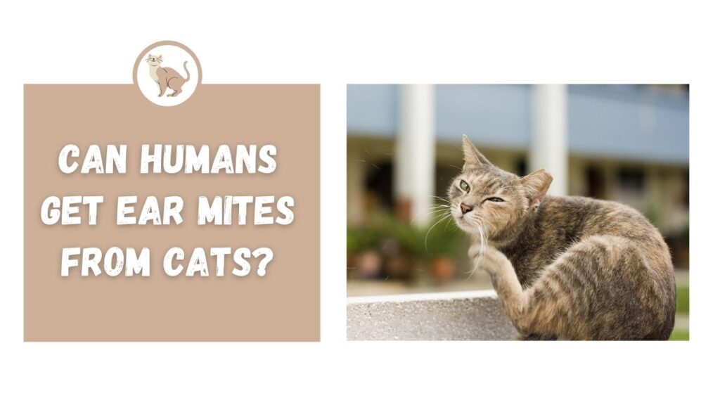 Can humans get ear mites from cats