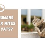 Can humans get ear mites from cats