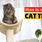 How to Clean a Cat Tree