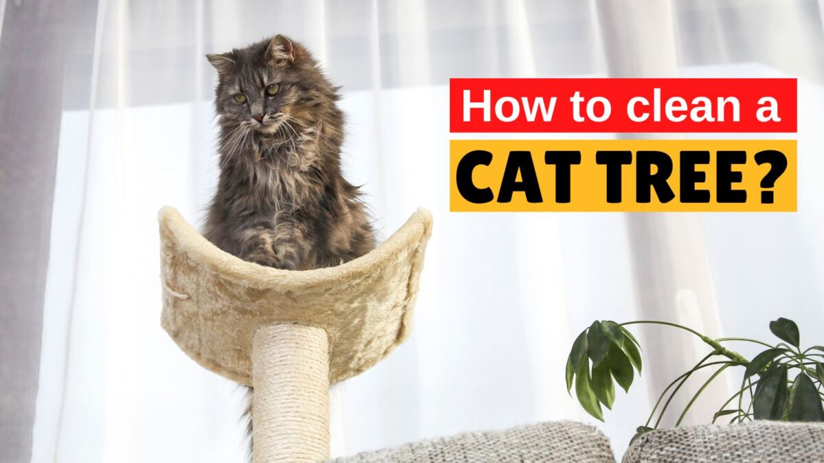 How to Clean a Cat Tree? The Kitty Expert