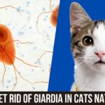 How to Get Rid of Giardia in Cats Naturally
