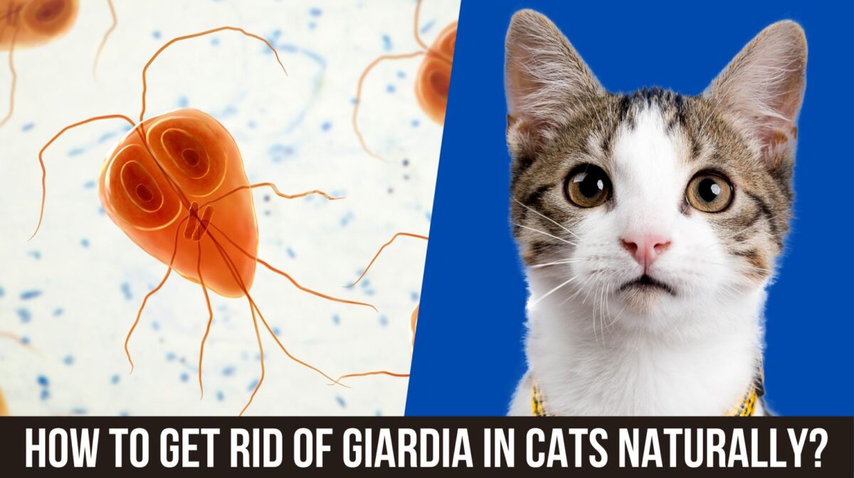 How to Get Rid of Giardia in Cats Naturally? The Kitty Expert