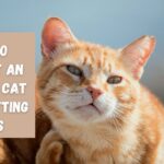 How to Prevent an Outdoor Cat From Getting Fleas
