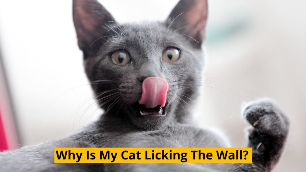 why is my cat licking the wall